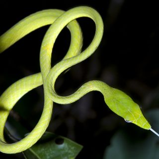 Asian Vine Snake Facts and Pictures