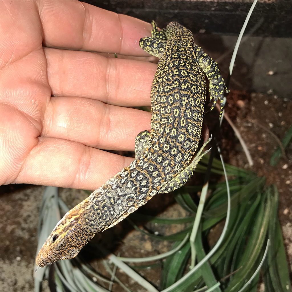 Peacock Monitor Facts and Pictures