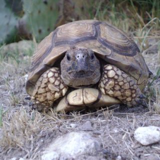 Chaco Tortoise Facts and Pictures