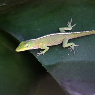 Cuban Green Anole Facts and Pictures