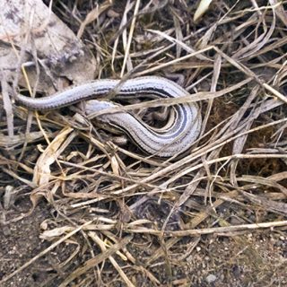 Prairie Skink Facts and Pictures