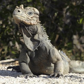 Rhinoceros Iguana Facts and Pictures