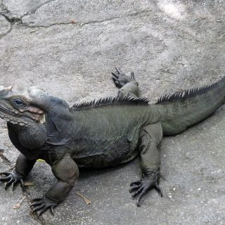 Rhinoceros Iguana Facts and Pictures