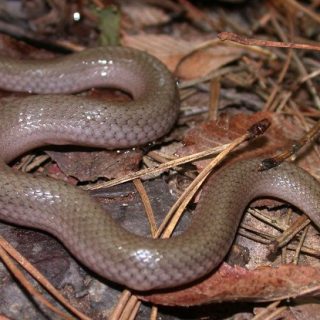 Smooth Earth Snake Facts and Pictures