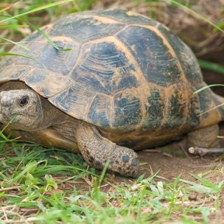 Chaco Tortoise Facts and Pictures