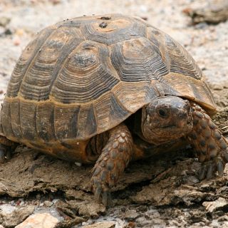 Spur-Thighed Tortoise (Greek Tortoise) Facts and Pictures