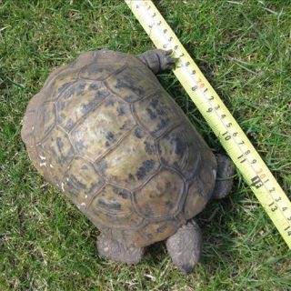 Spur-Thighed Tortoise (Greek Tortoise) Facts and Pictures