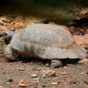 Spur-Thighed Tortoise (Greek Tortoise) Facts and Pictures