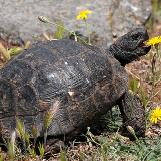 Spur-Thighed Tortoise (Greek Tortoise) Facts and Pictures