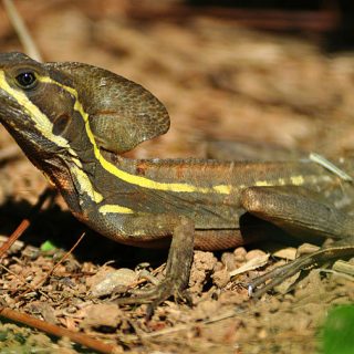 Brown Basilisk Facts And Pictures