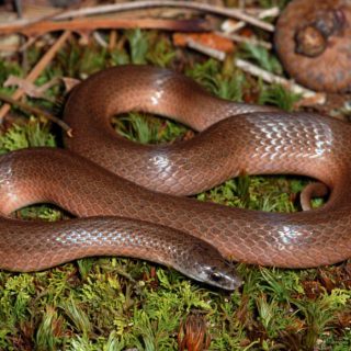 Smooth Earth Snake Facts and Pictures