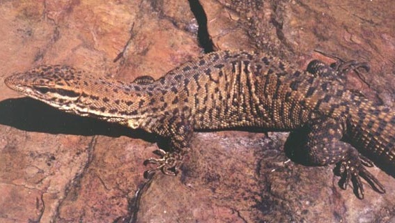 Black Spotted Ridge Tailed Monitor Facts and Pictures