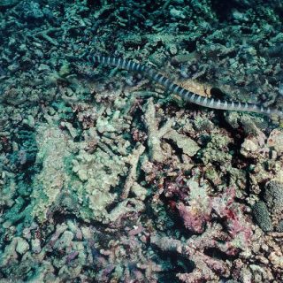 Black-banded Sea Krait Facts And Pictures