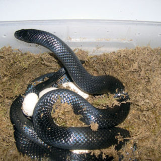 Black Milk Snake Facts and Pictures