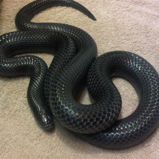 Nubian Spitting Cobra Facts and Pictures | Reptile Fact