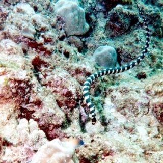 Black-banded Sea Krait Facts And Pictures