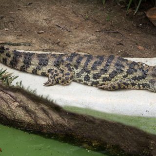 Broad-snouted Caiman Facts and Pictures