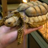 Chaco Tortoise Facts and Pictures