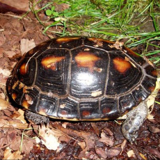 Western Painted Turtle Facts and Pictures