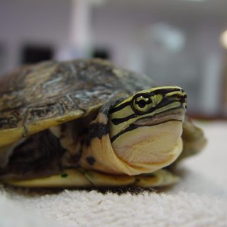 Chinese Box Turtle Facts and Pictures