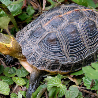 Chinese Box Turtle Facts and Pictures