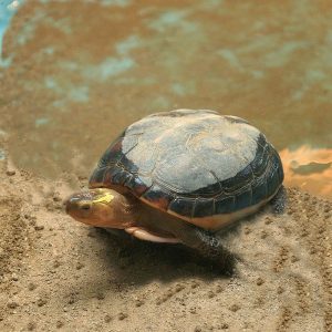 Chinese Box Turtle Facts and Pictures