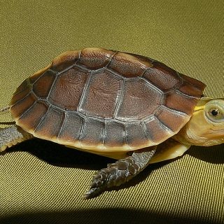 Chinese Box Turtle Facts and Pictures