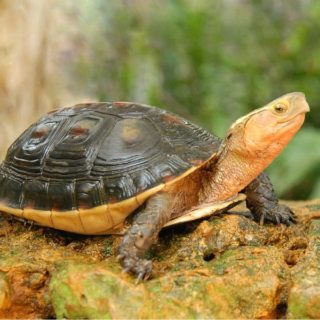 Chinese Box Turtle Facts and Pictures