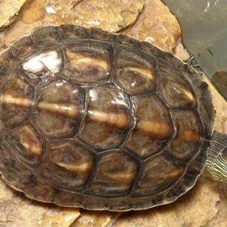 Golden Thread Turtle Facts and Pictures