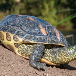 Golden Thread Turtle Facts and Pictures