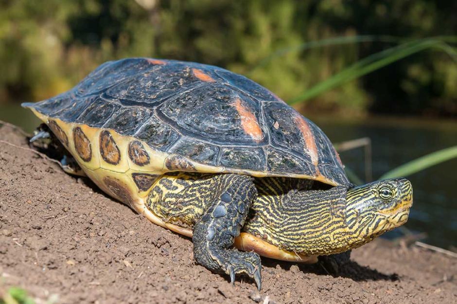 Golden Thread Turtle Facts And Pictures