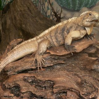 Cuban Rock Iguana Facts and Pictures