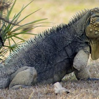 Cuban Rock Iguana Facts and Pictures