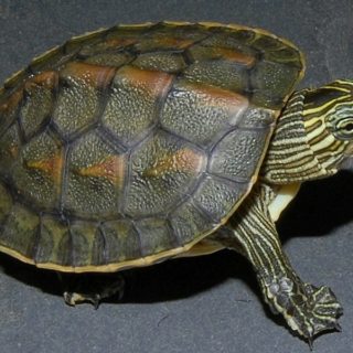 Golden Thread Turtle Facts and Pictures