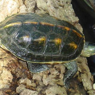 Golden Thread Turtle Facts and Pictures