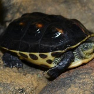 Golden Thread Turtle Facts and Pictures