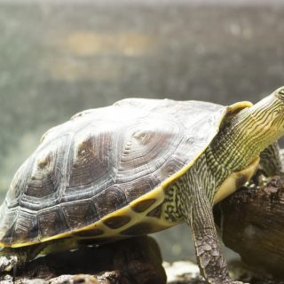 Golden Thread Turtle Facts and Pictures