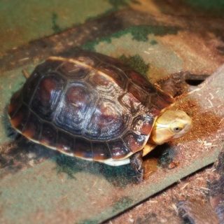 Chinese Box Turtle Facts and Pictures