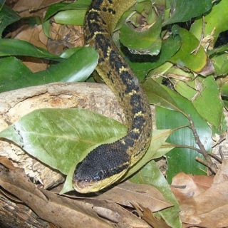 Black-headed Bushmaster Facts and Pictures