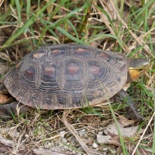 Chinese Box Turtle Facts and Pictures