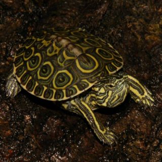 Black Softshell Turtle Facts And Pictures