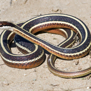 Northern Ribbon Snake Facts and Pictures