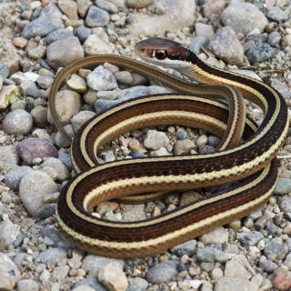 Northern Ribbon Snake Facts And Pictures