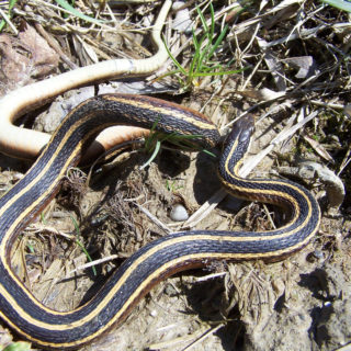 Northern Ribbon Snake Facts And Pictures