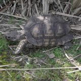 Chaco Tortoise Facts and Pictures