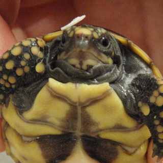 Yellow-Footed Tortoise Facts and Pictures