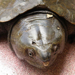 Big-headed Turtle Facts and Pictures