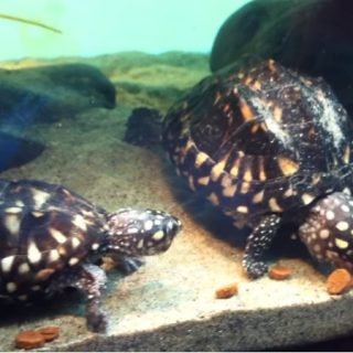 Black Pond Turtle Facts and Pictures