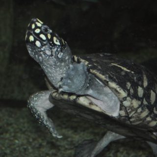 Black Pond Turtle Facts and Pictures