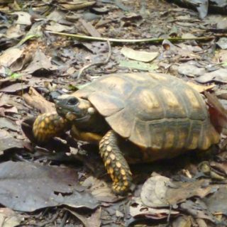 Yellow-Footed Tortoise Facts and Pictures